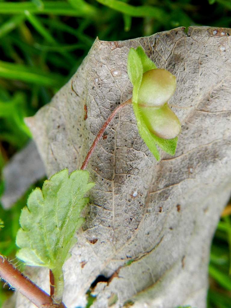 Veronica persica